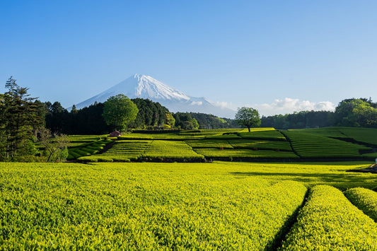 お茶に合う水とは？水道水でもおいしく淹れるコツ（初心者向け）
